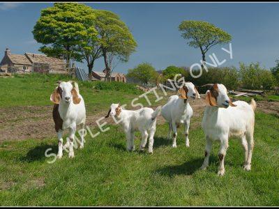 Seychellois Live Boer Goats