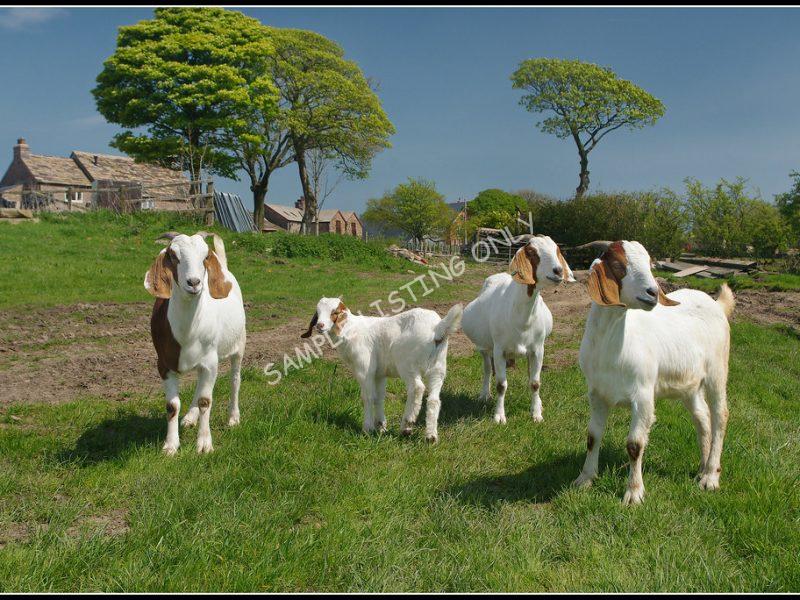 Seychellois Live Boer Goats