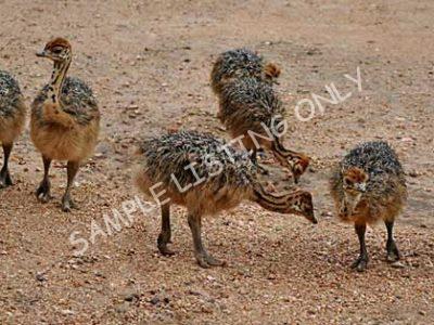 Seychelles Ostrich Chicks
