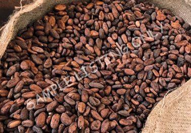 Seychelles Cocoa Beans