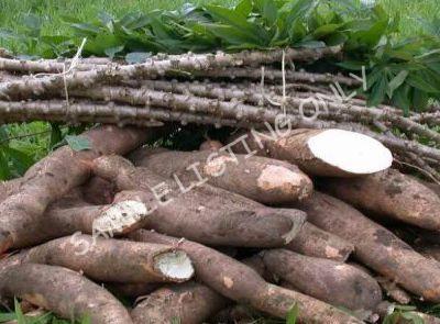 Fresh Seychelles Cassava