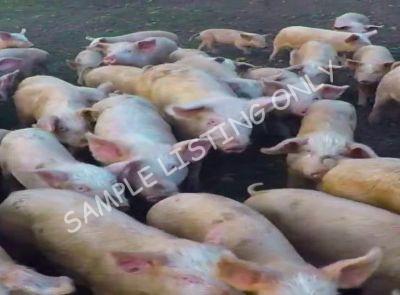 Seychelles Healthy Pigs