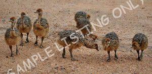 Seychelles Guinea Fowls